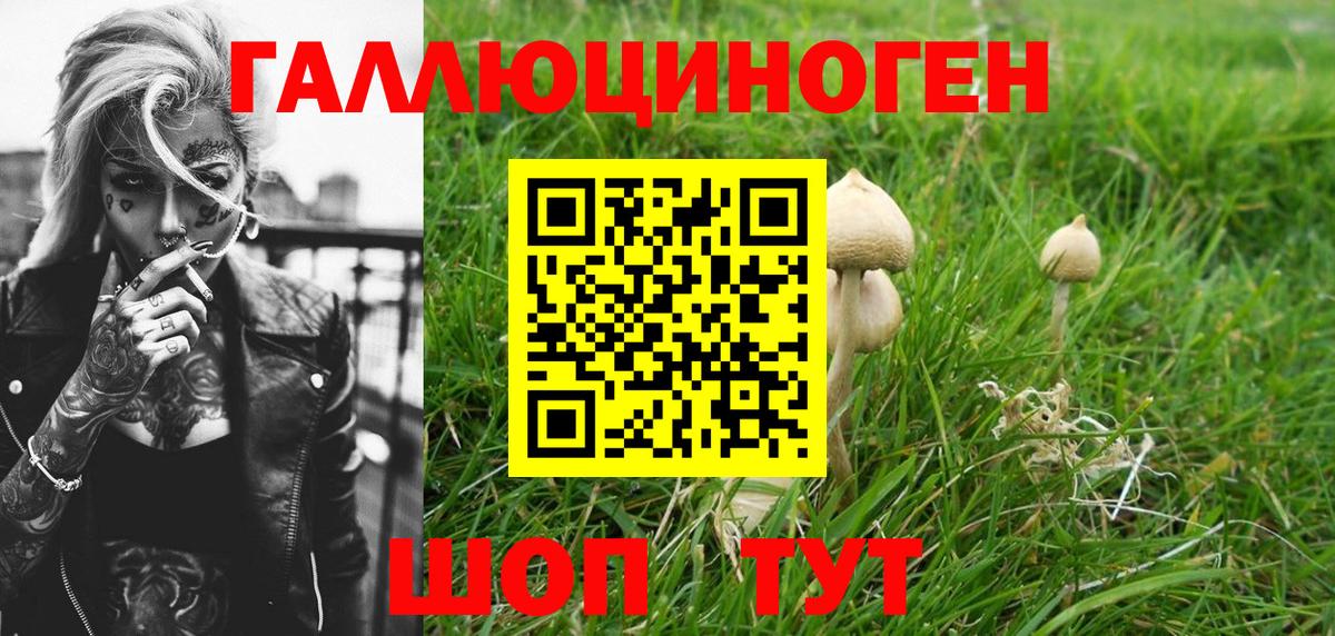 Галлюциногенные грибы Psilocybine cubensis Кунгур